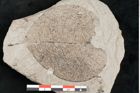 Foto (Detailansicht) von Malpighiastrum byrsonimaefolium Unger (NHMW-GEO-2024-0188-11433)